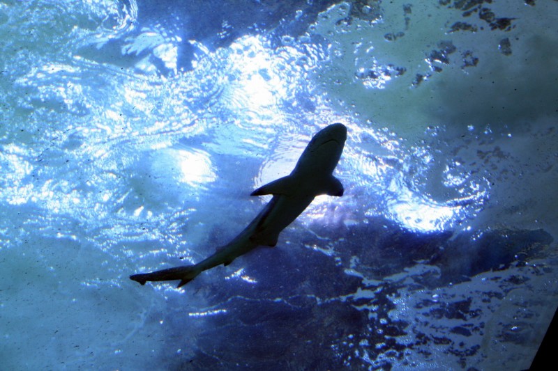SharkAquarium