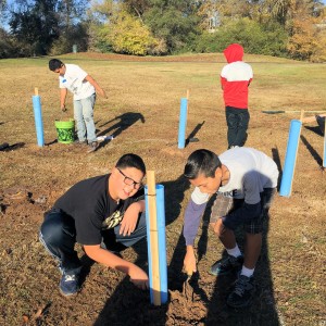 Arcade Acorn Planting 3