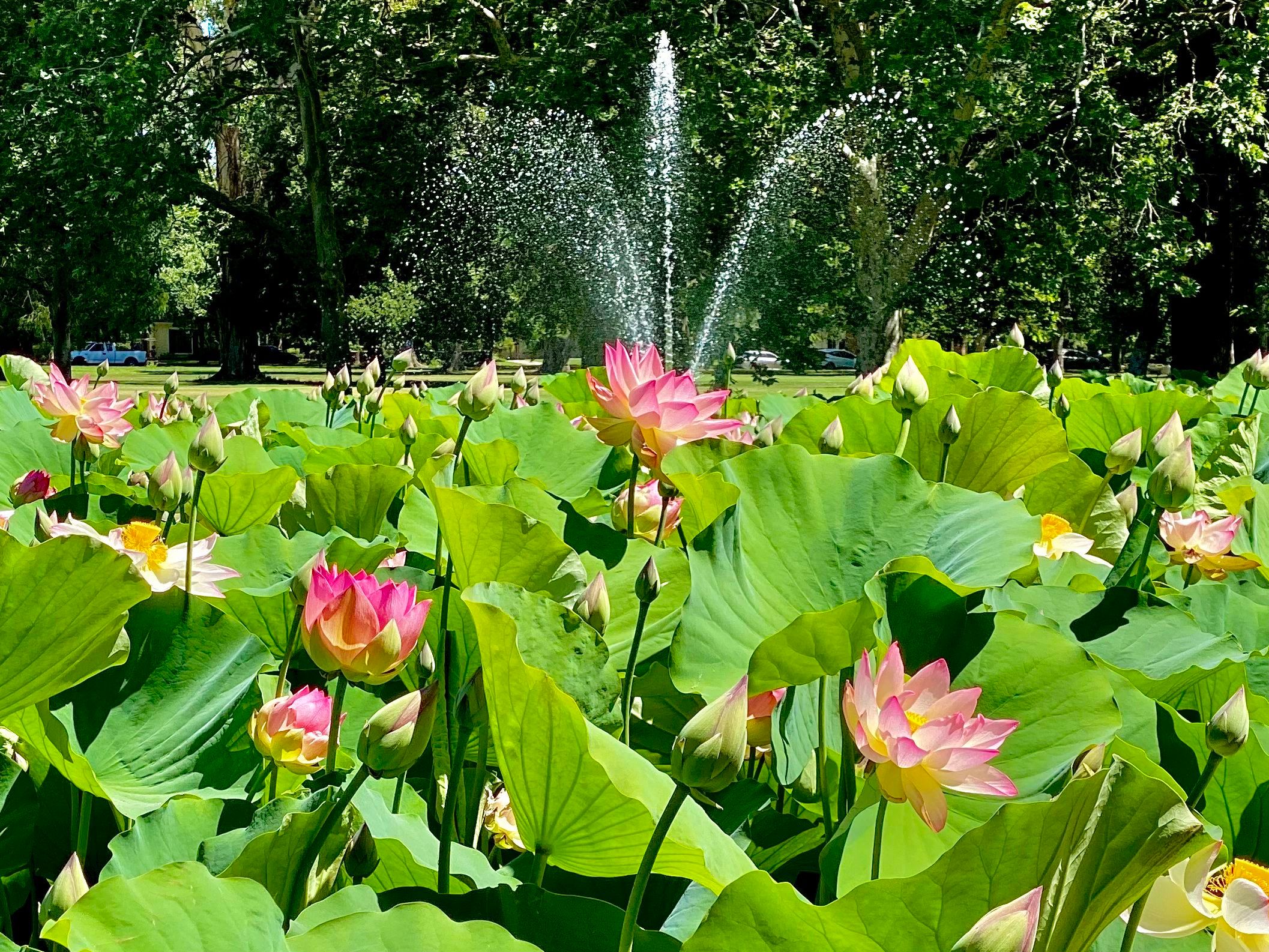Lotus Flower Garden in Full Bloom at William Land Haggin Oaks