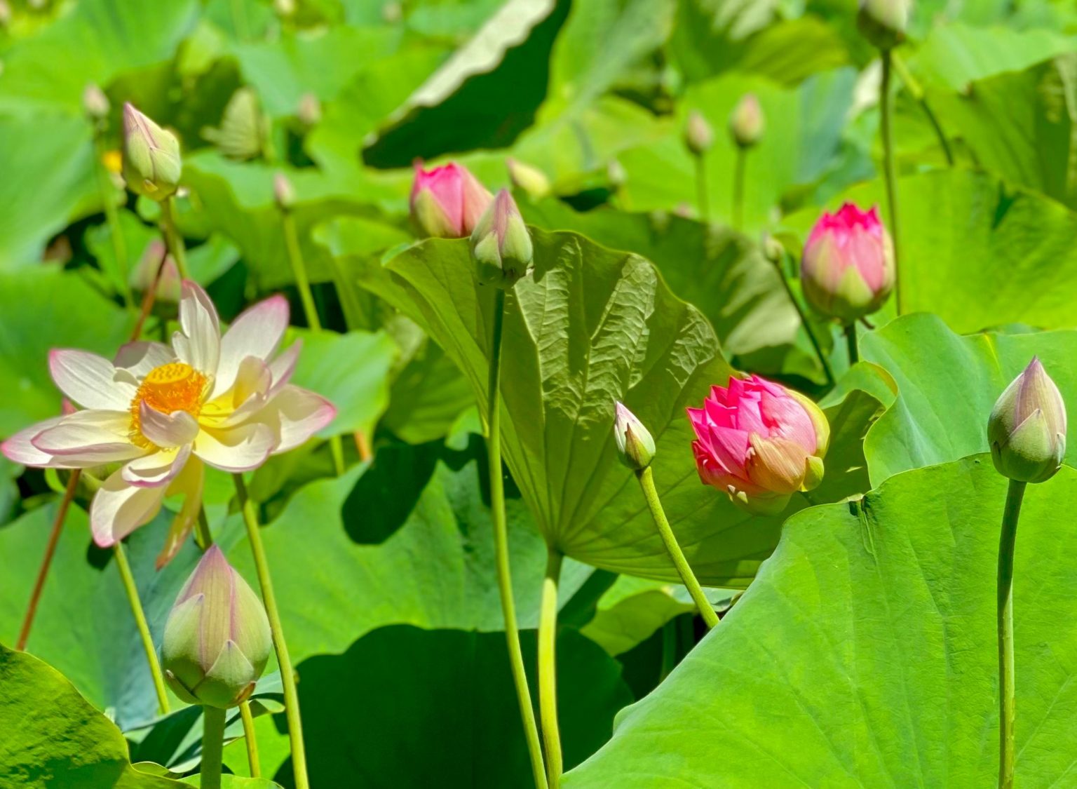Lotus Flower Garden in Full Bloom at William Land! Haggin Oaks